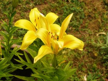 Close-up of day lily blooming outdoors