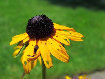 Close-up of yellow flower