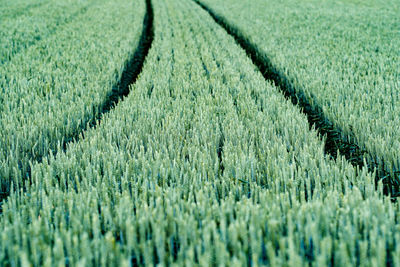 Green wheat field with tractor tracks