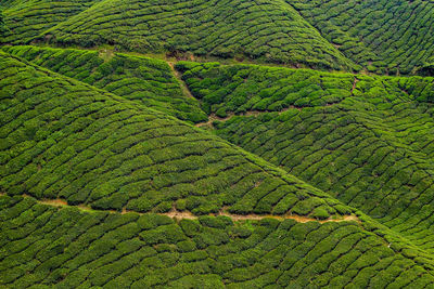High angle view of tea plantation field