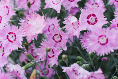 Pink flowers of dianthus plumarius large pan in summer in the garden