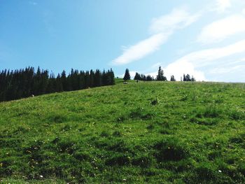 Panoramic view of trees on field against sky