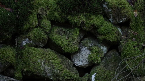 Close-up of moss growing on rock