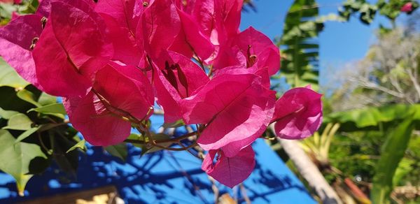 Close-up of pink rose flower