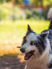 Portrait of dog sticking out tongue