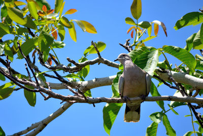 Low angle view of bird perching on tree against sky