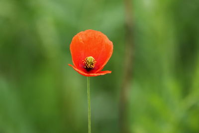 Close-up of red poppy flower