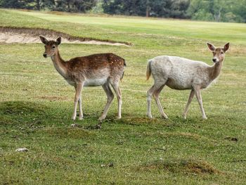 Sheep standing in a field