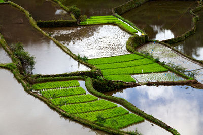 High angle view of rice paddy over lake
