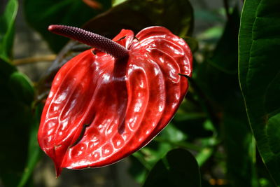 Close-up of red rose flower