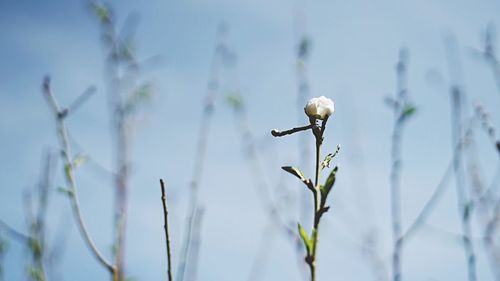 Close-up of white plant