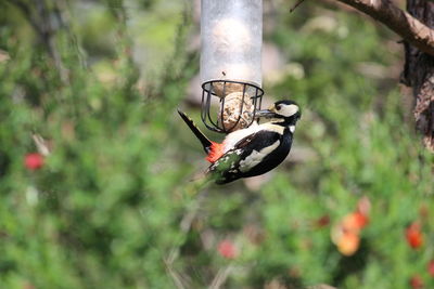 Close-up of bird perching on feeder