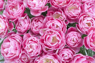 Full frame shot of pink roses