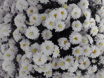 Close-up of white daisy flowers