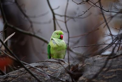 Bird perching on branch