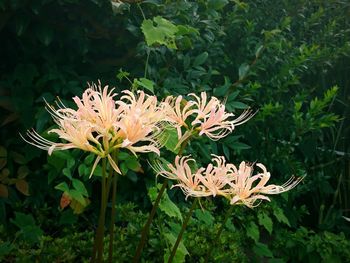 Close-up of flowering plant