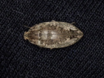 High angle view of shell over black background