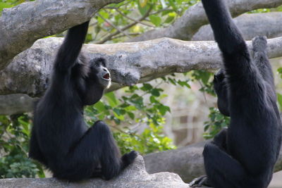 Chimpanzees sitting on tree branch