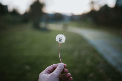 Close-up of hand holding dandelion flower on field