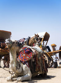 Camel resting by horse cart on field against clear blue sky