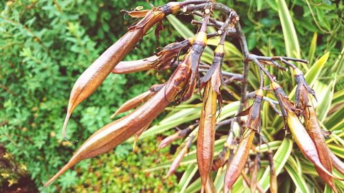 Close-up of plant