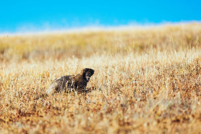 Side view of lizard on field