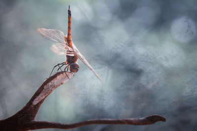 Damselflies on plants