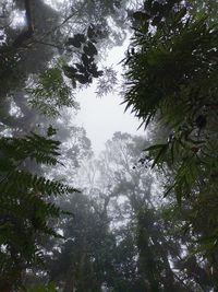 Low angle view of pine trees during winter