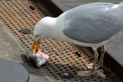 High angle view of seagull feeding