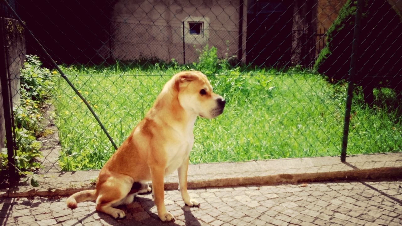 animal themes, one animal, domestic animals, mammal, pets, dog, fence, grass, full length, no people, outdoors, building exterior, day, front or back yard, built structure, looking away, green color, sunlight, field, sitting