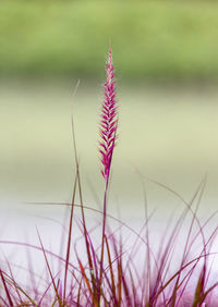 Close-up of pink flower on field