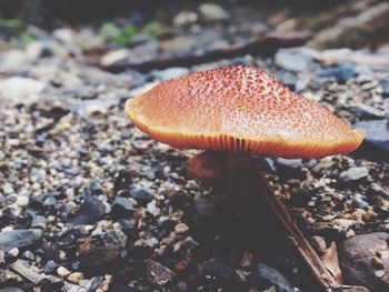 Close-up of fly agaric mushroom