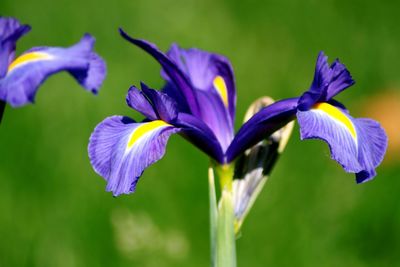 Close-up of purple flowers