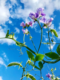 Low angle view of flowering plant against blue sky