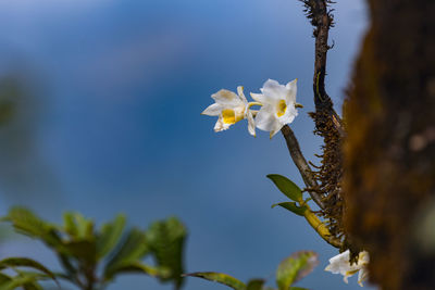 Close-up of yellow flowering plant