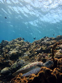 Fish swimming in sea