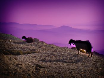 Scenic view of landscape with mountains in background