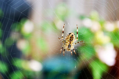 Close-up of spider on web