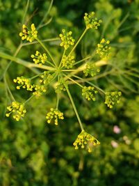 Close-up of yellow flowering plant
