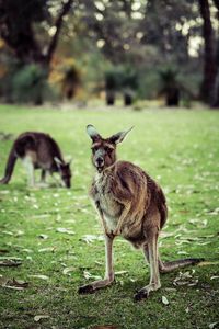 Portrait of an animal on field