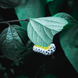 Close-up of butterfly on leaves