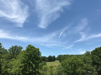 Trees against sky