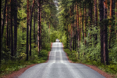 Road amidst trees in forest