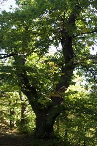 Tree in sunlight