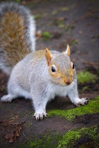 Close-up of squirrel on land