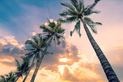 Low angle view of palm tree against sky during sunset