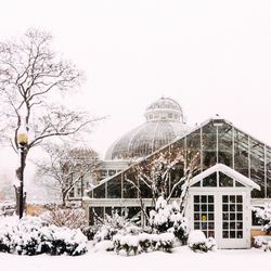 Snow covered trees