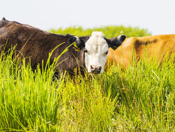 View of cow grazing