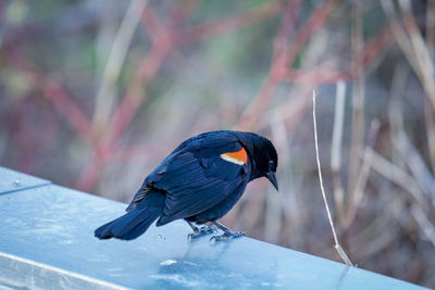 Close-up of bird on metal rod