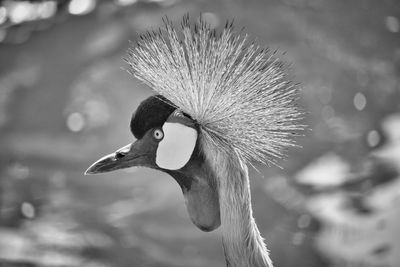 Close-up of a bird